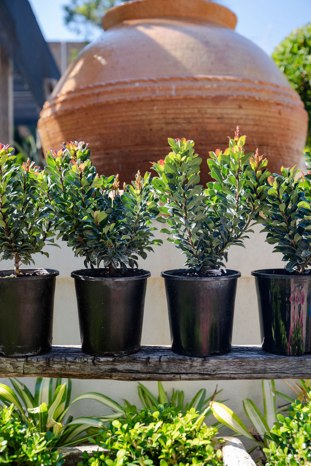 Rhaphiolepis indica 'Snow Maiden' (Indian Hawthorn)