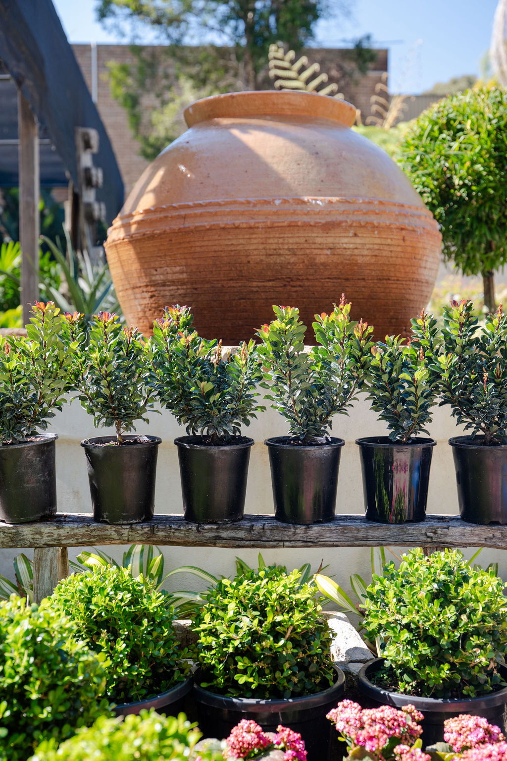 Rhaphiolepis indica 'Snow Maiden' (Indian Hawthorn)