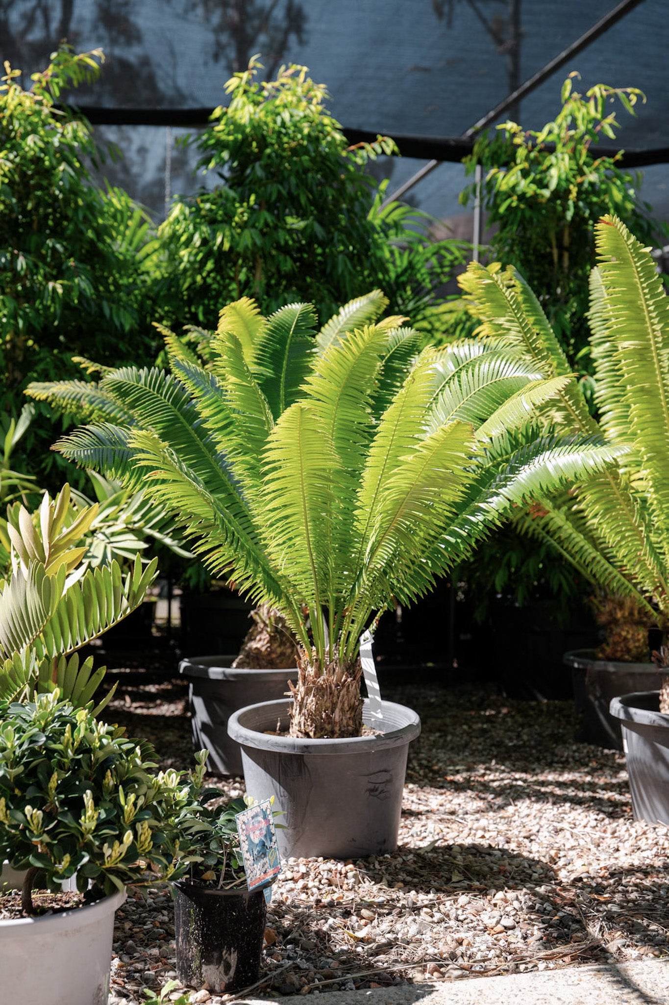 Dioones spinosa (Giant Dioon Cycad)