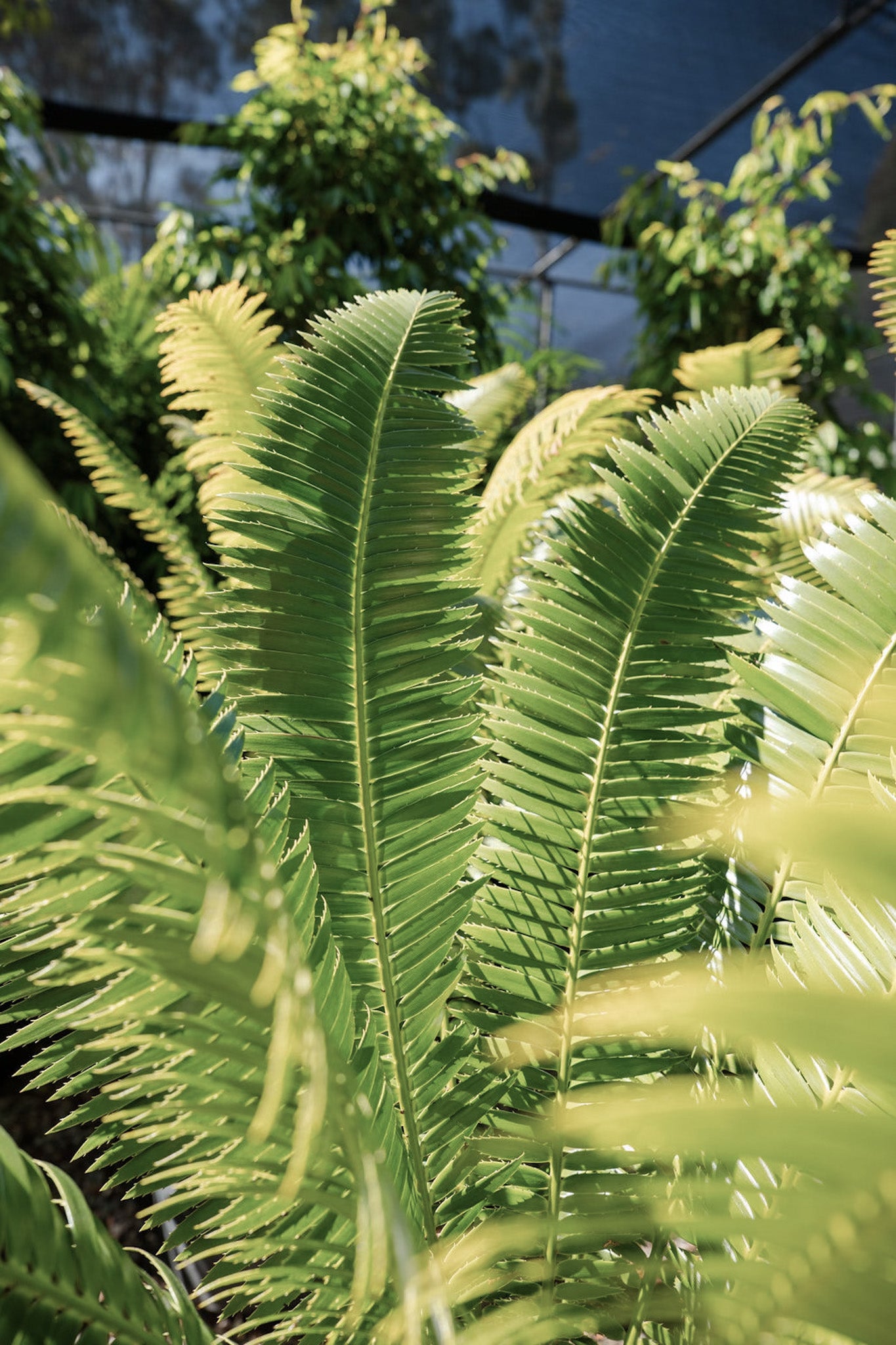 Dioones spinosa (Giant Dioon Cycad)