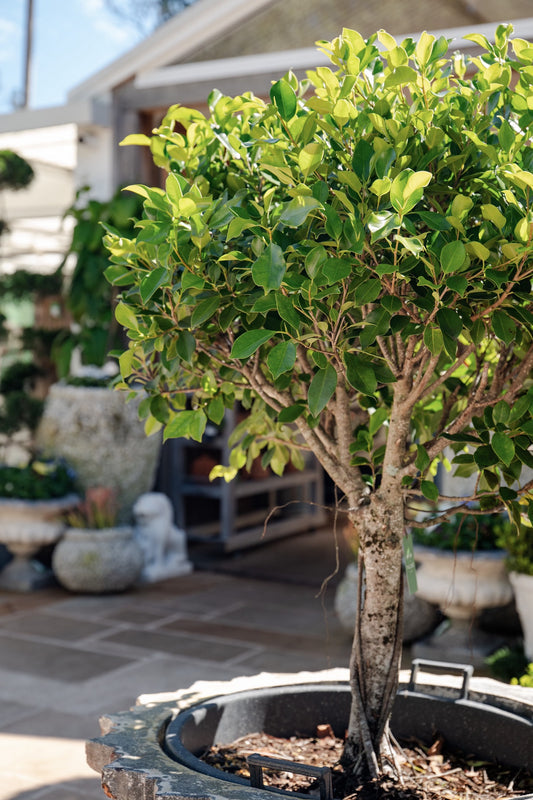 Ficus hillii 'Emerald' (Hills Weeping Fig) Standard