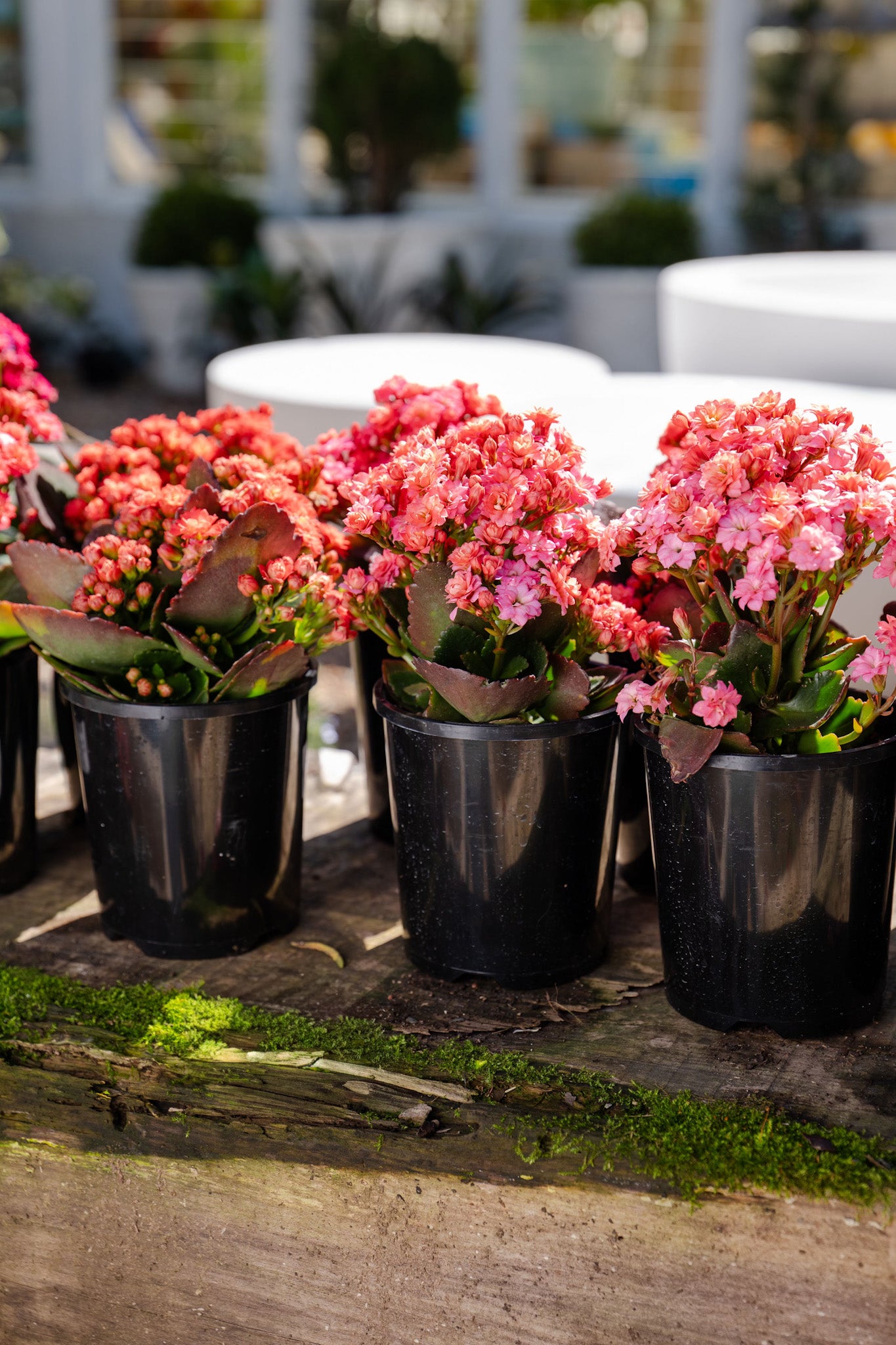 Kalanchoe blossfeldiana 'Calandiva' (Kalanchoe)