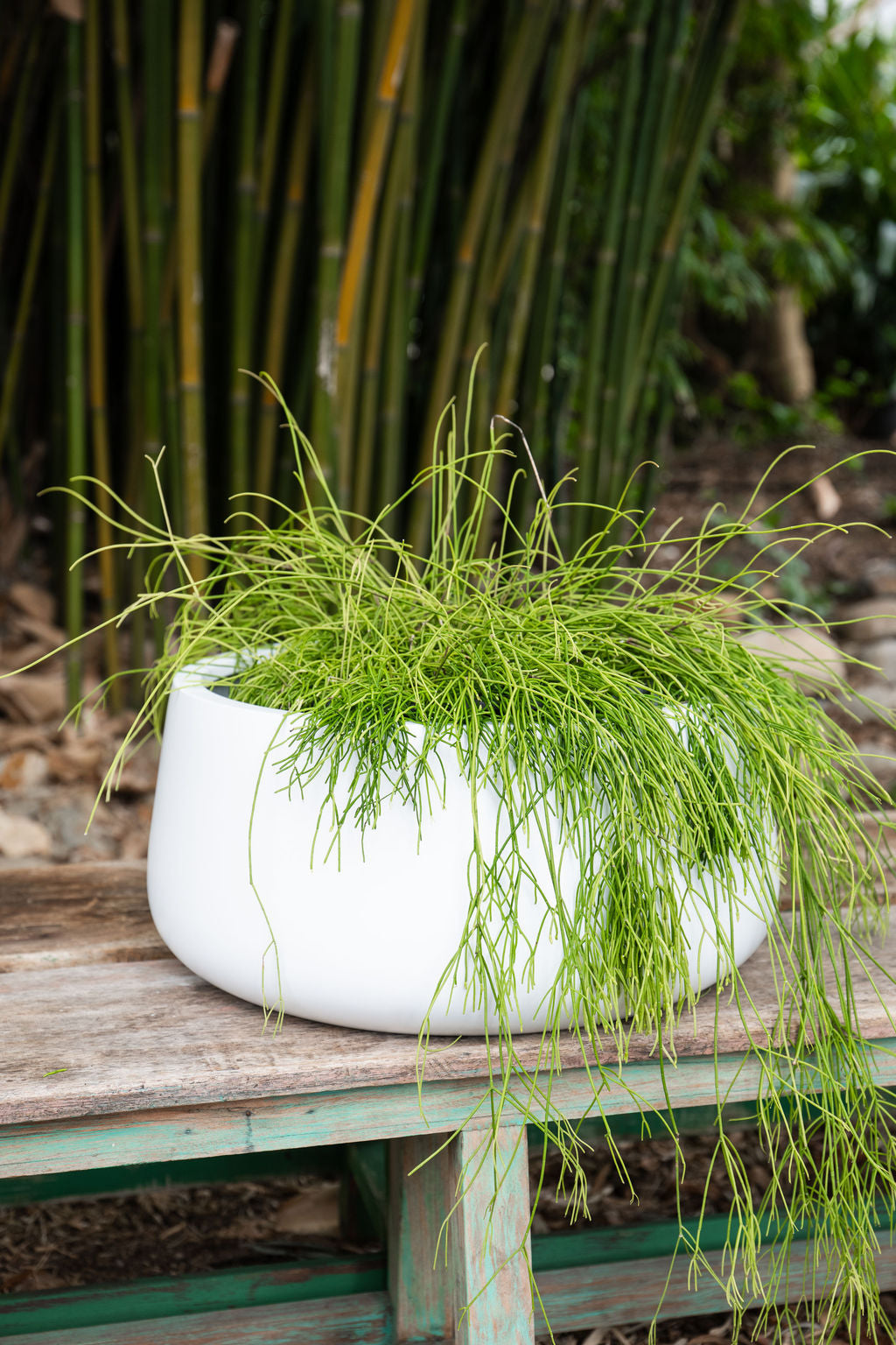 Low Bowl Cylinder Planter