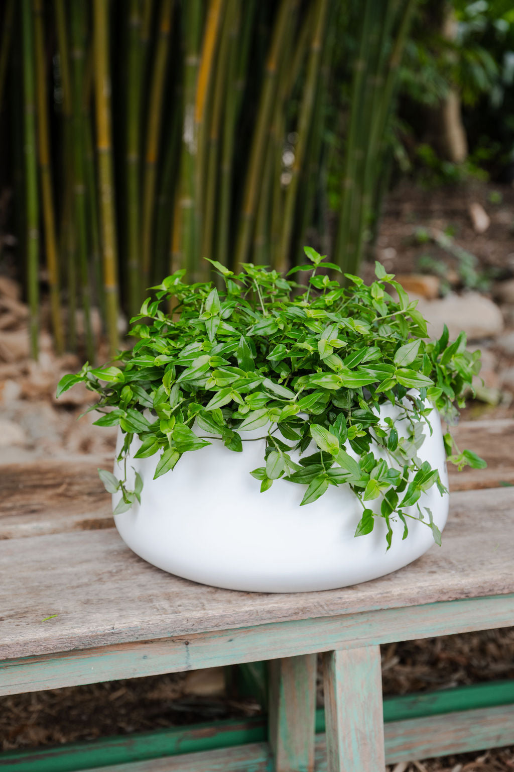 Low Bowl Cylinder Planter