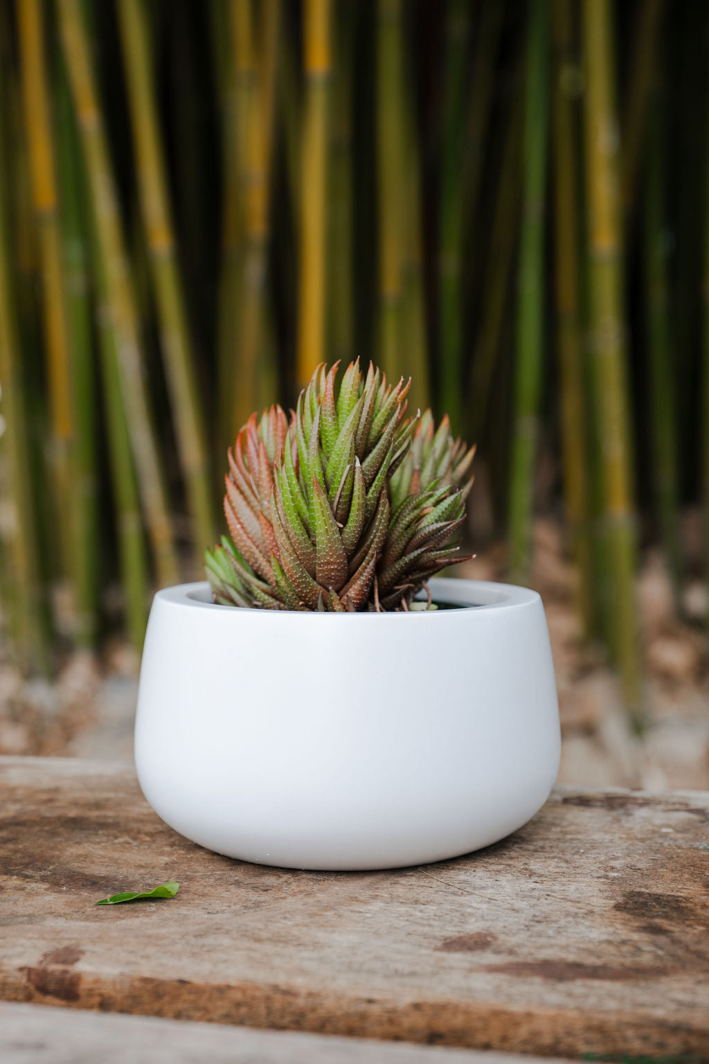 Low Bowl Cylinder Planter