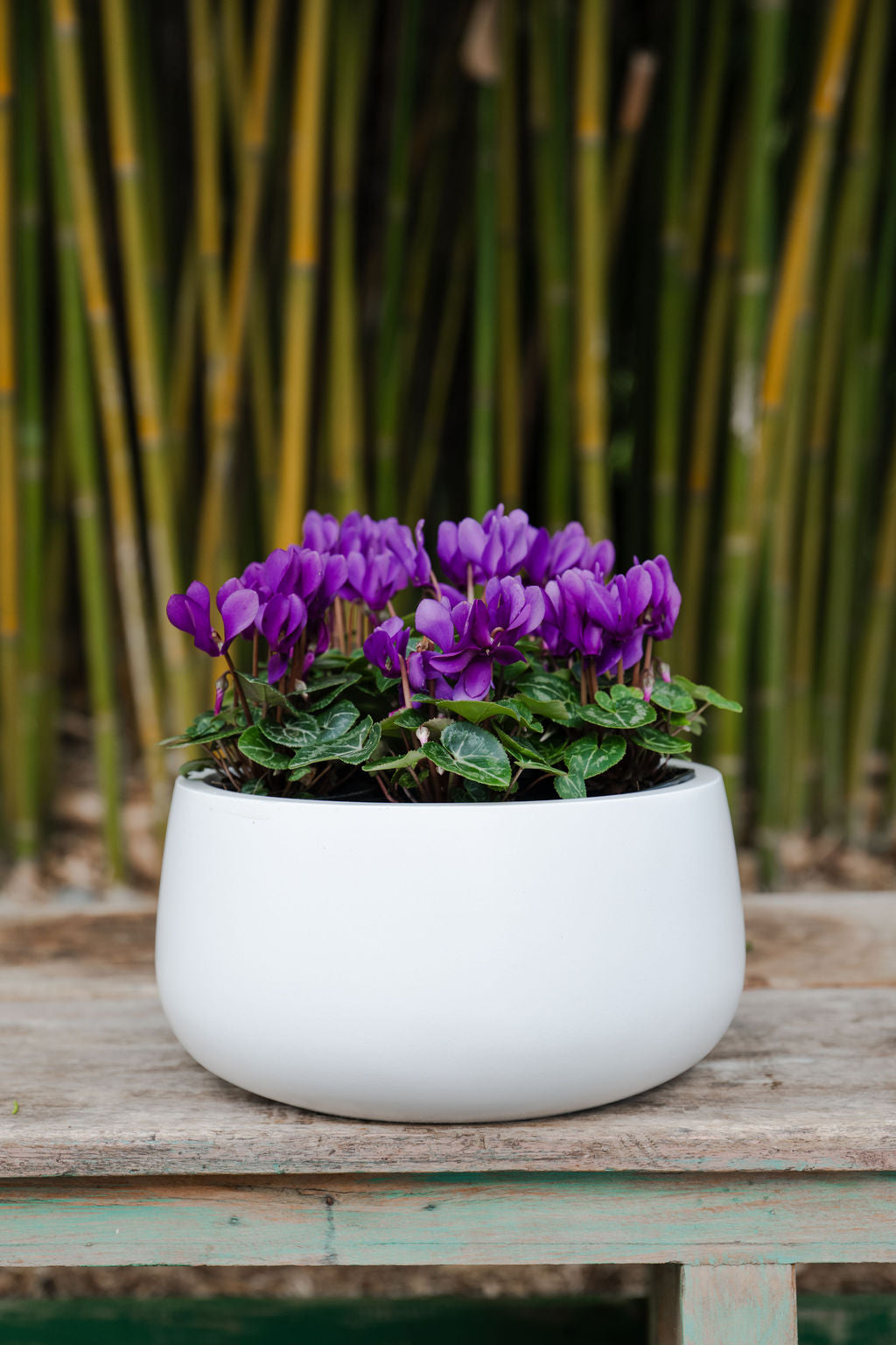 Low Bowl Cylinder Planter