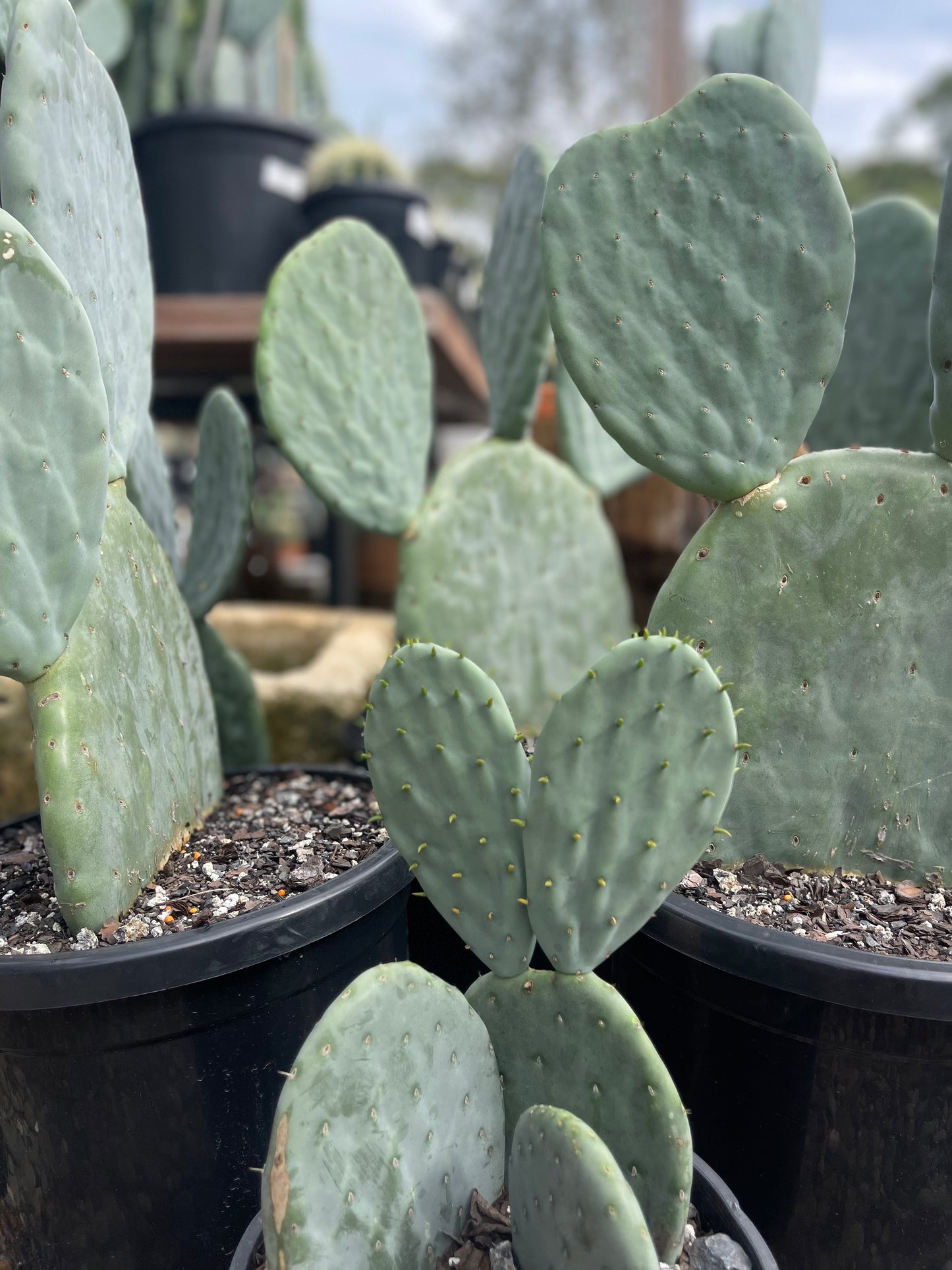 Prickly Pear (Opuntia 'Burbank Spineless') – The Palms Sydney