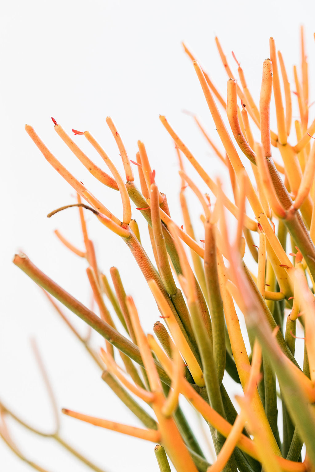 Firesticks Succulent (Euphorbia tirucalli)