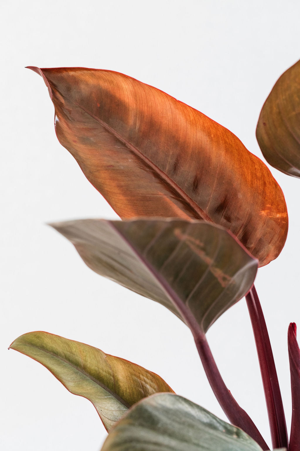 Philodendron Congo (Rojo)
