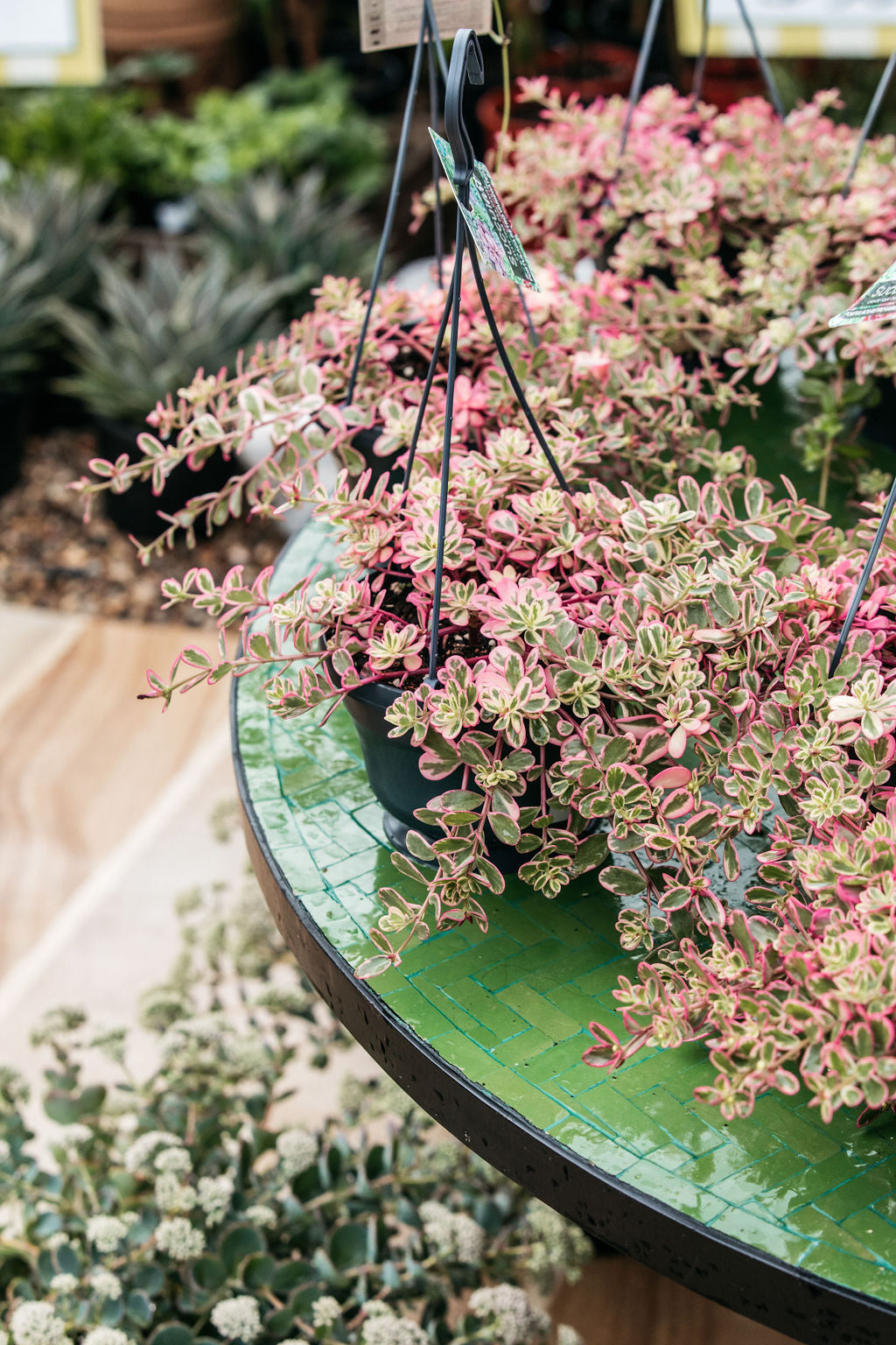 Portulacaria afra variegated