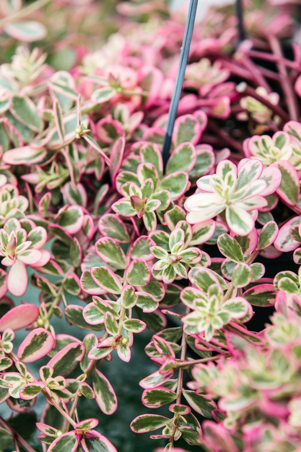 Portulacaria afra variegated