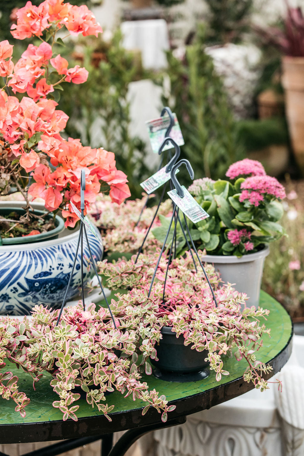 Portulacaria afra variegated