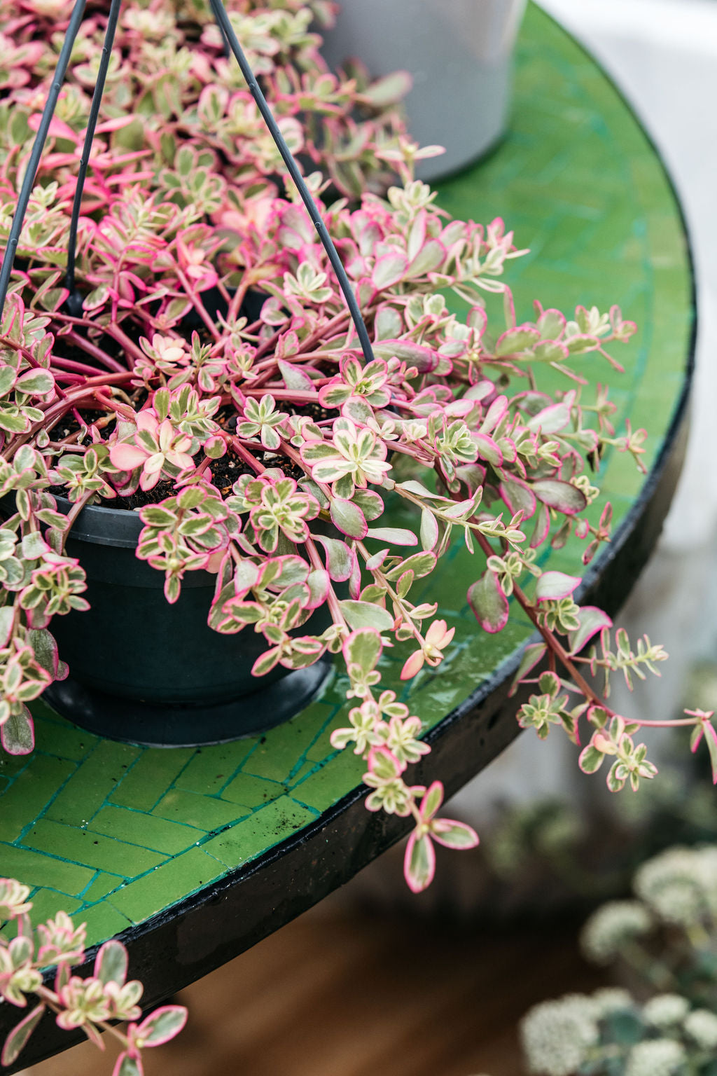 Portulacaria afra variegated