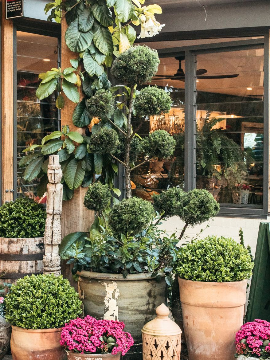 Juniperus chinensis 'Keteleeri' (Juniper) Cloud Tree