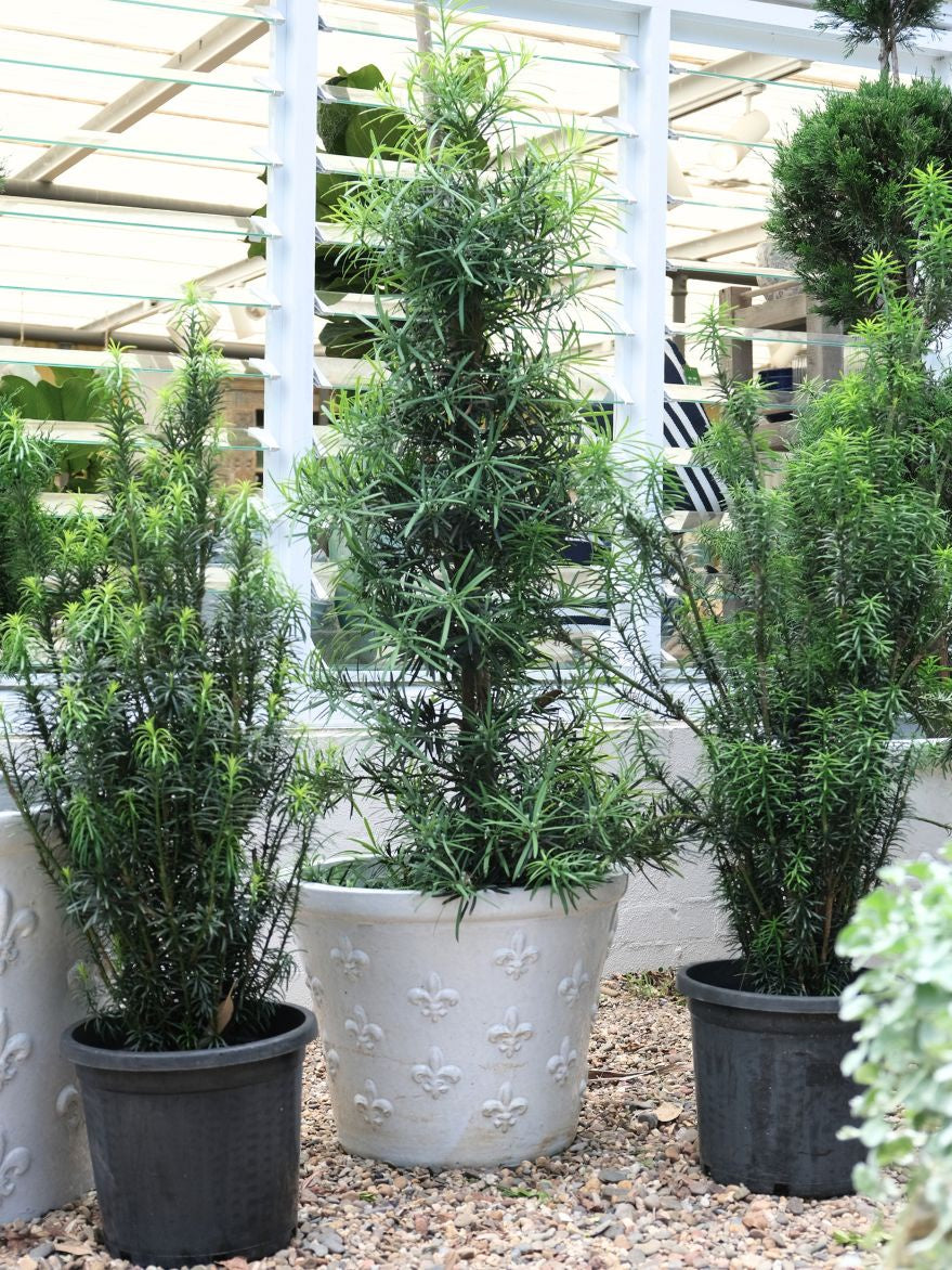 Podocarpus macrophyllus (Japanese Yew)