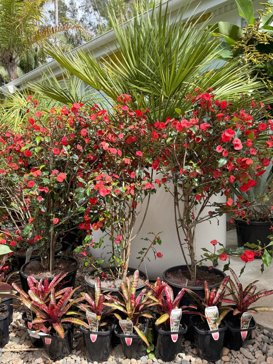 Euphorbia geroldii (Thornless Crown of Thorns) 250mm