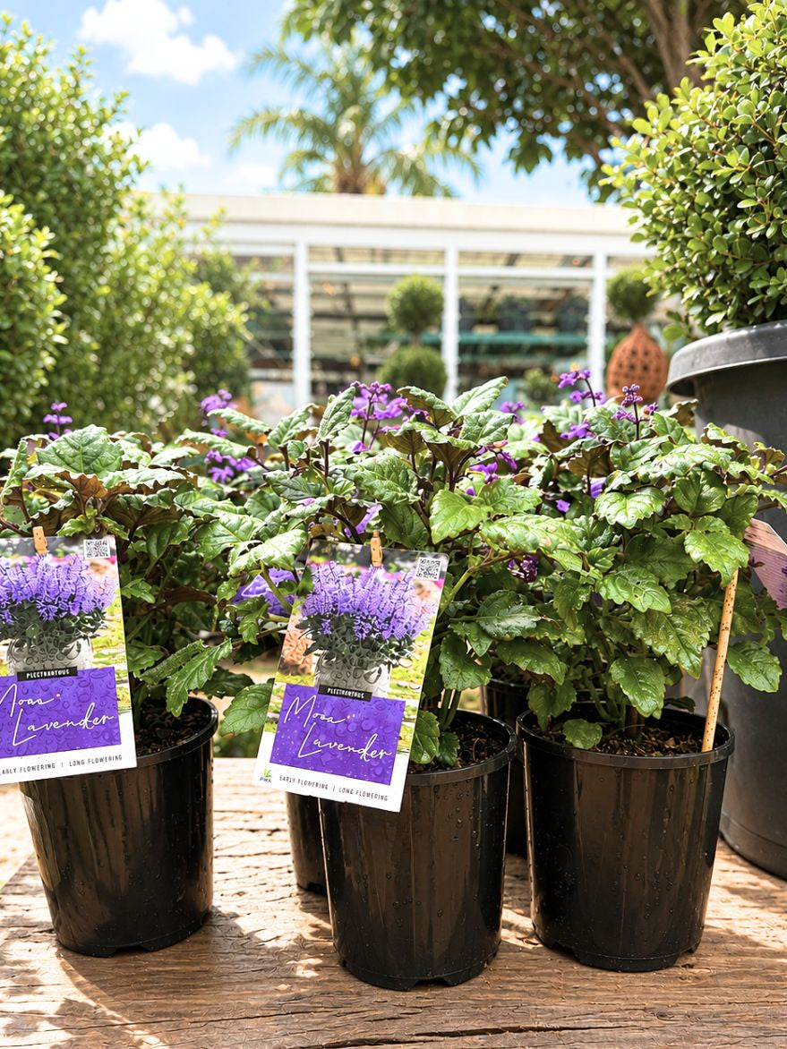 Plectranthus 'Mona Lavender' (Swedish Ivy) 140mm