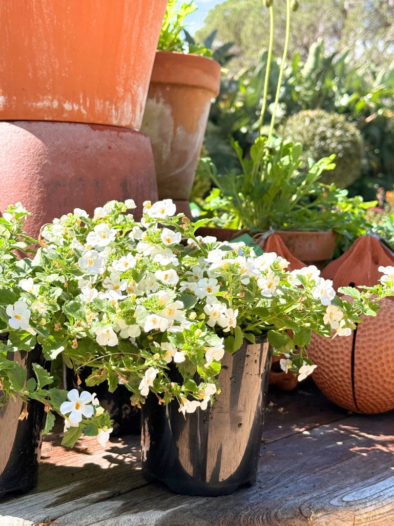 Sutera cordata 'Megacopa White' (Bacopa) 140mm