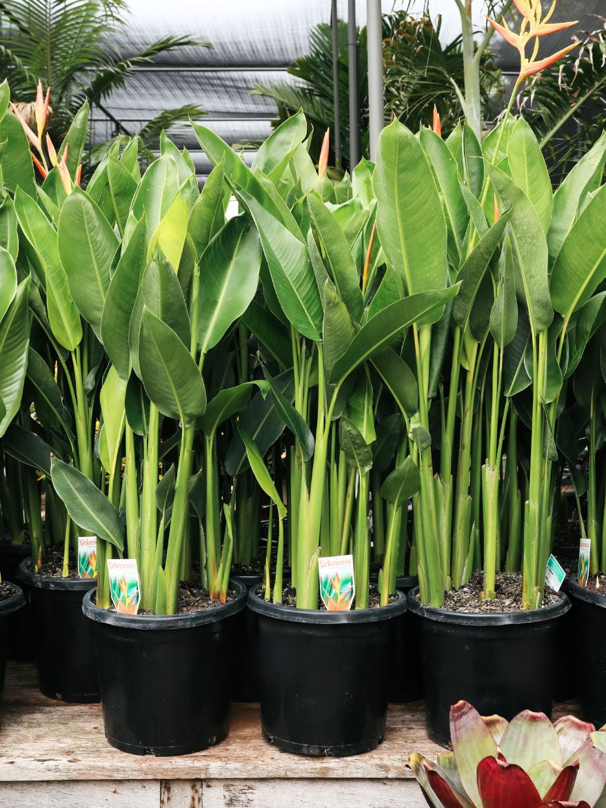 Heliconia 'Niceriensis' (Heliconia)