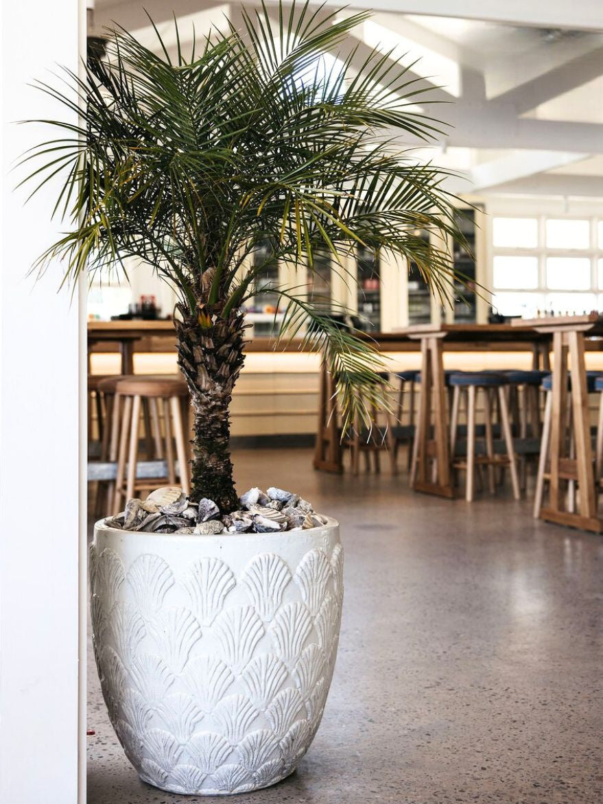 Palms Fan Planter