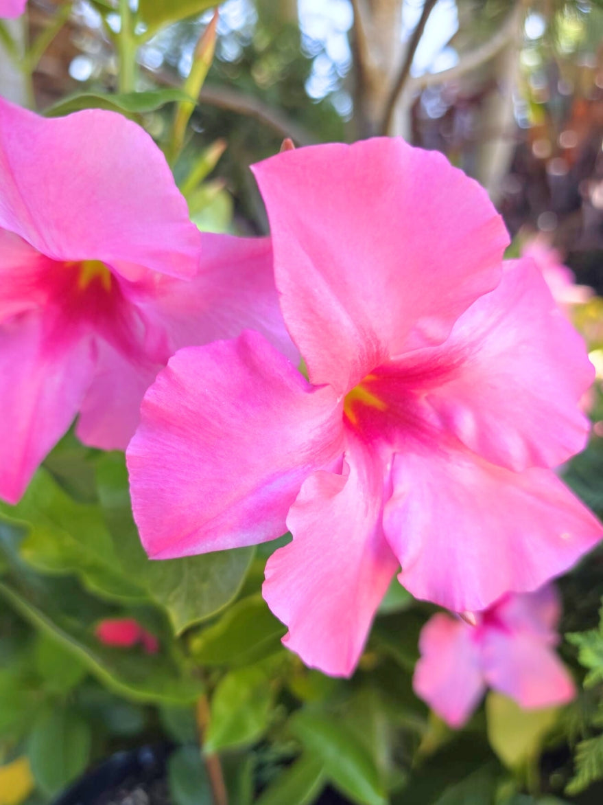 pink