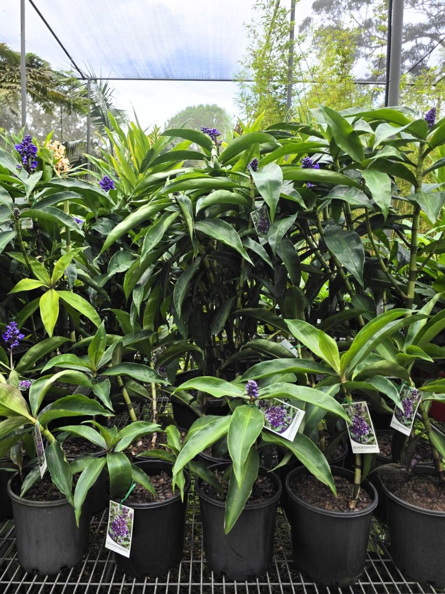 Dichorisandra thyrsiflora (Blue Ginger)