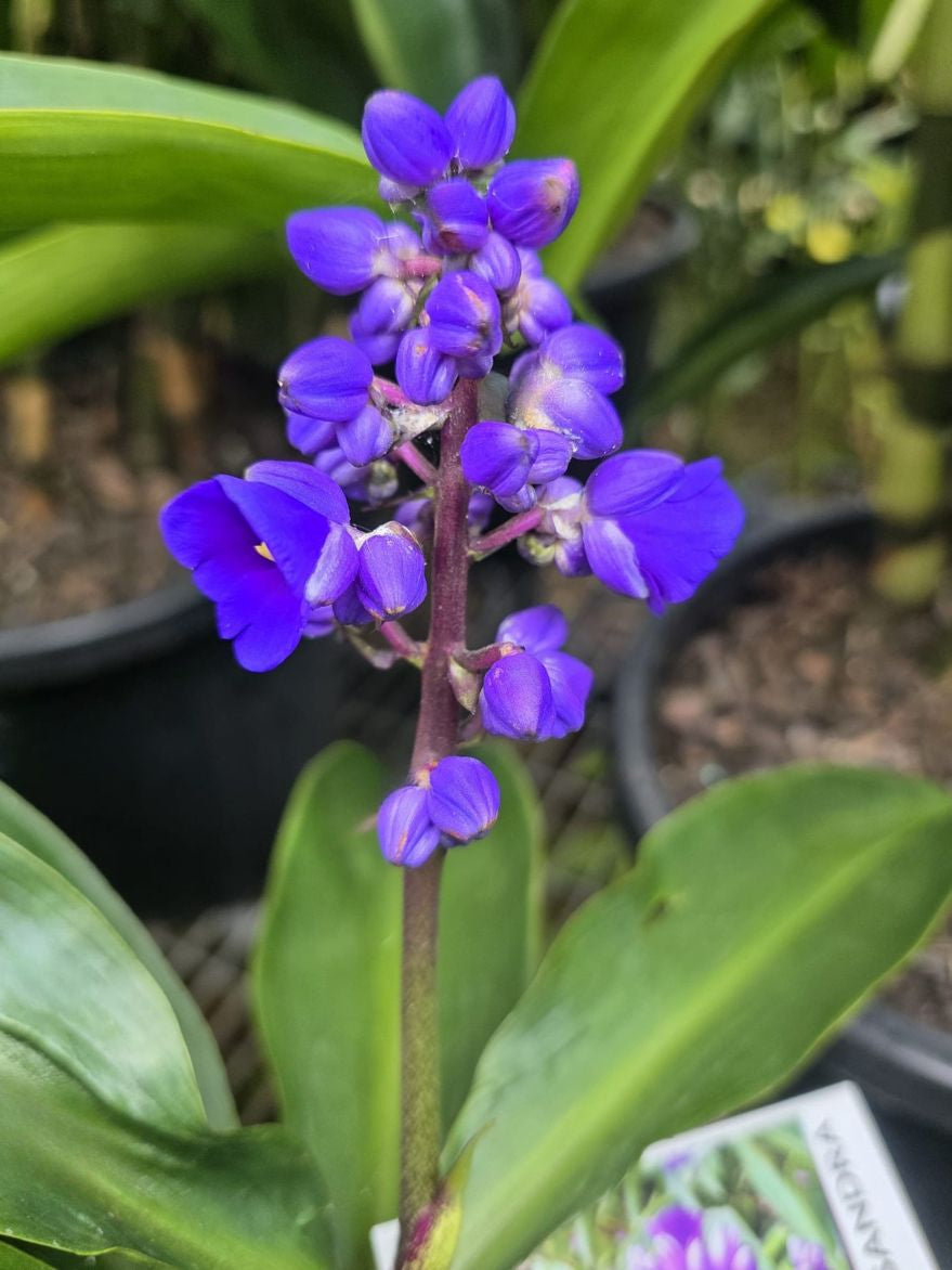 Dichorisandra thyrsiflora (Blue Ginger)