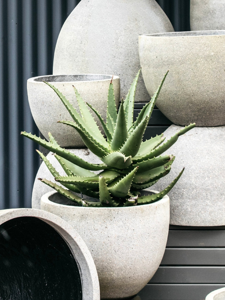 Palms Egg Planter Cement