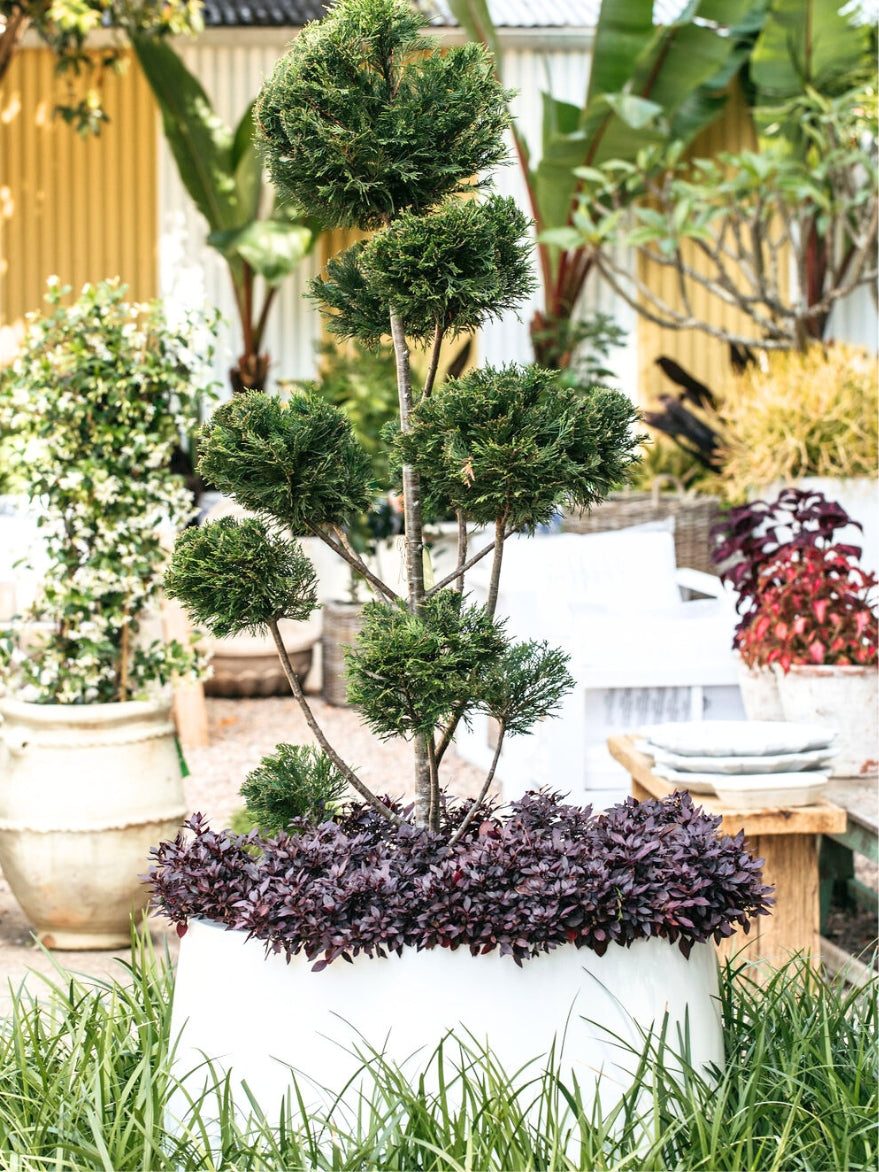 Palms Drum Satin White