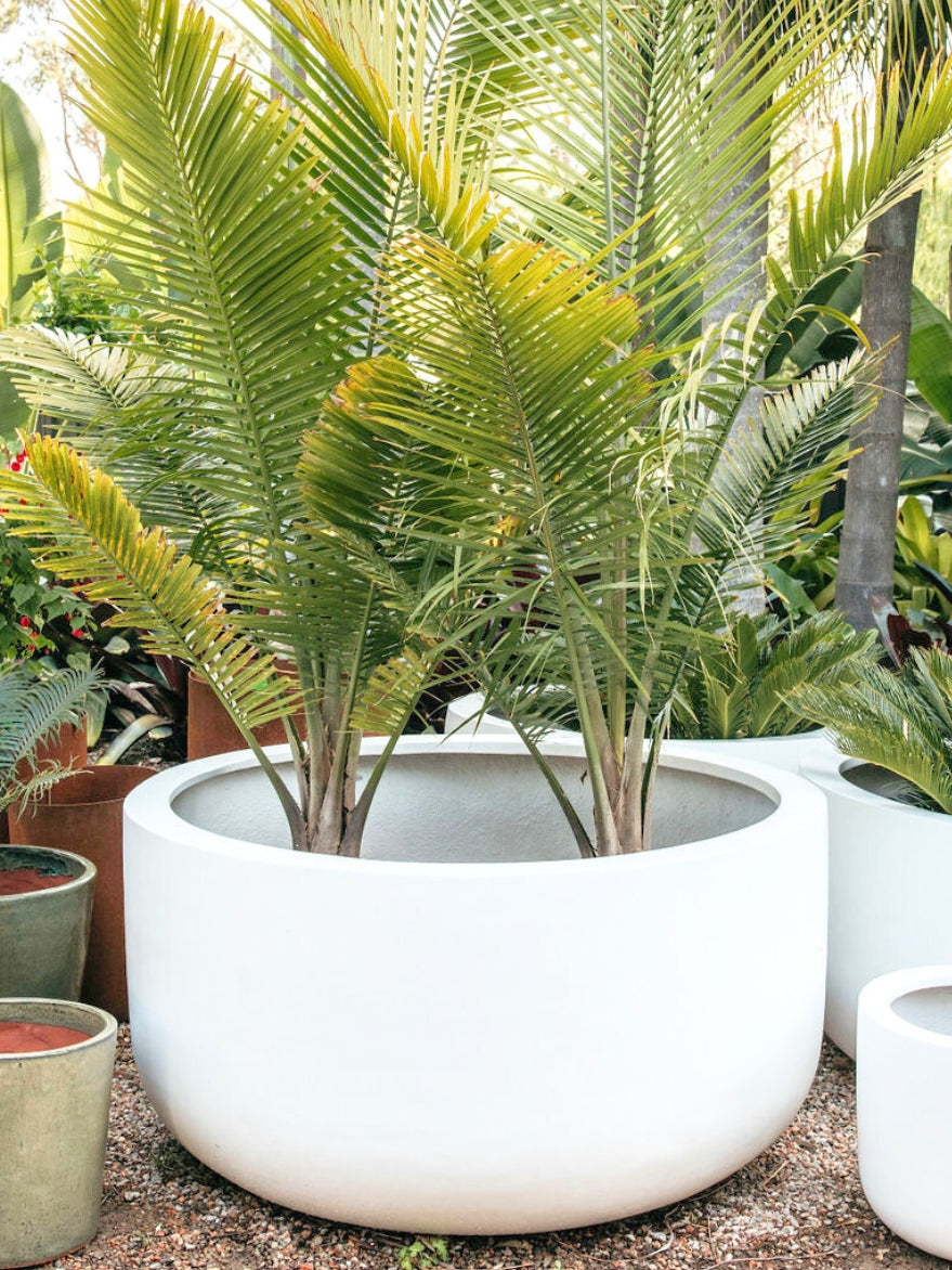 Satin Tub Planter