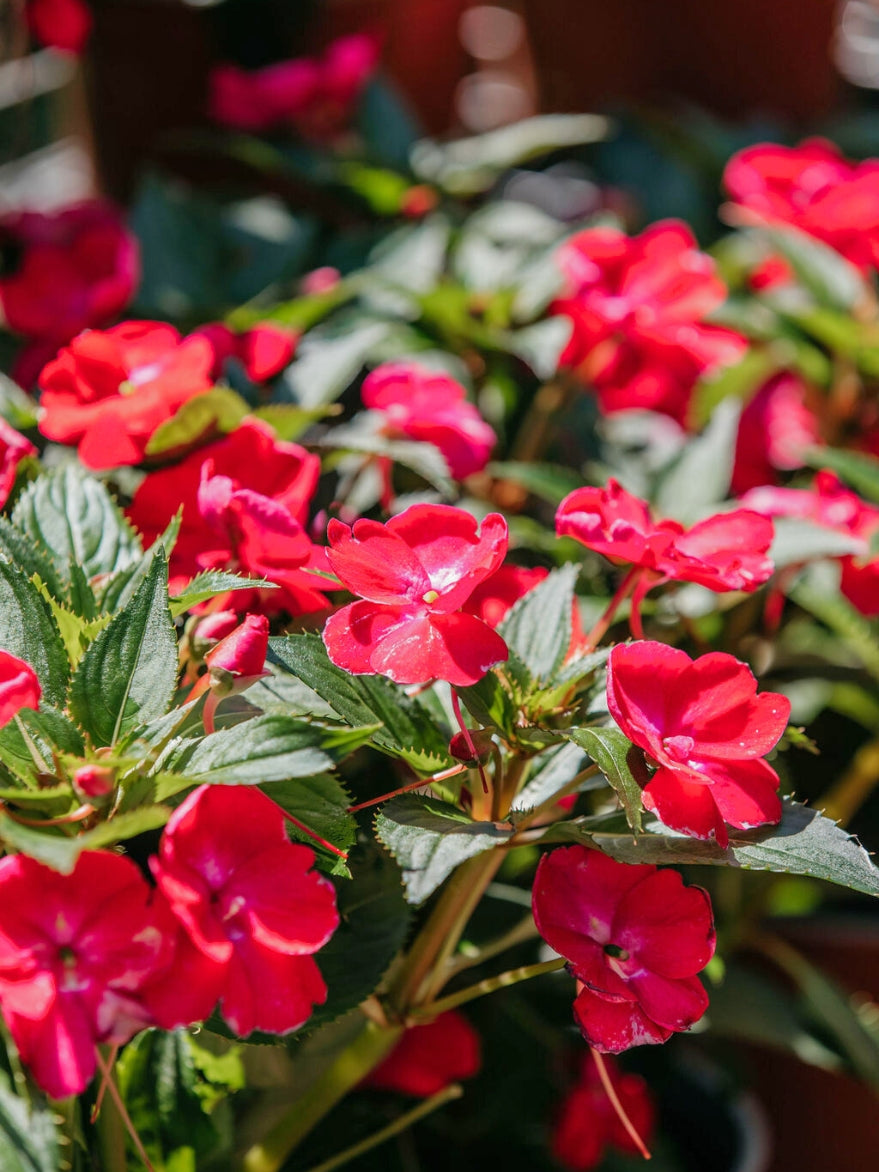 Sunpatiens (Impatiens hawkeri Hybrid)