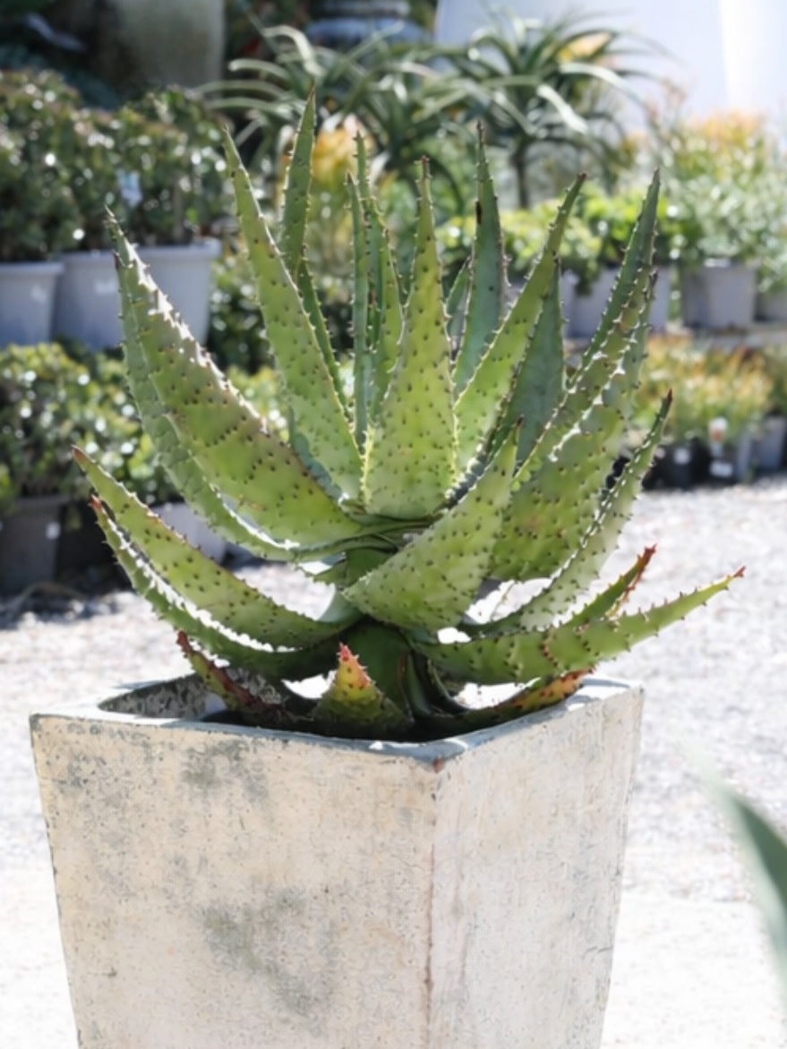 Aloe Ferox (Cape Aloe Succulent)