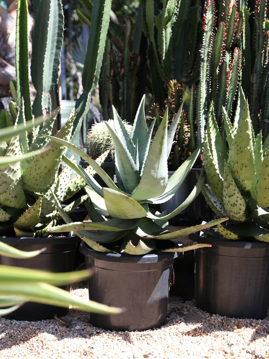 Aloe 'Outback Orange' (Aloe)