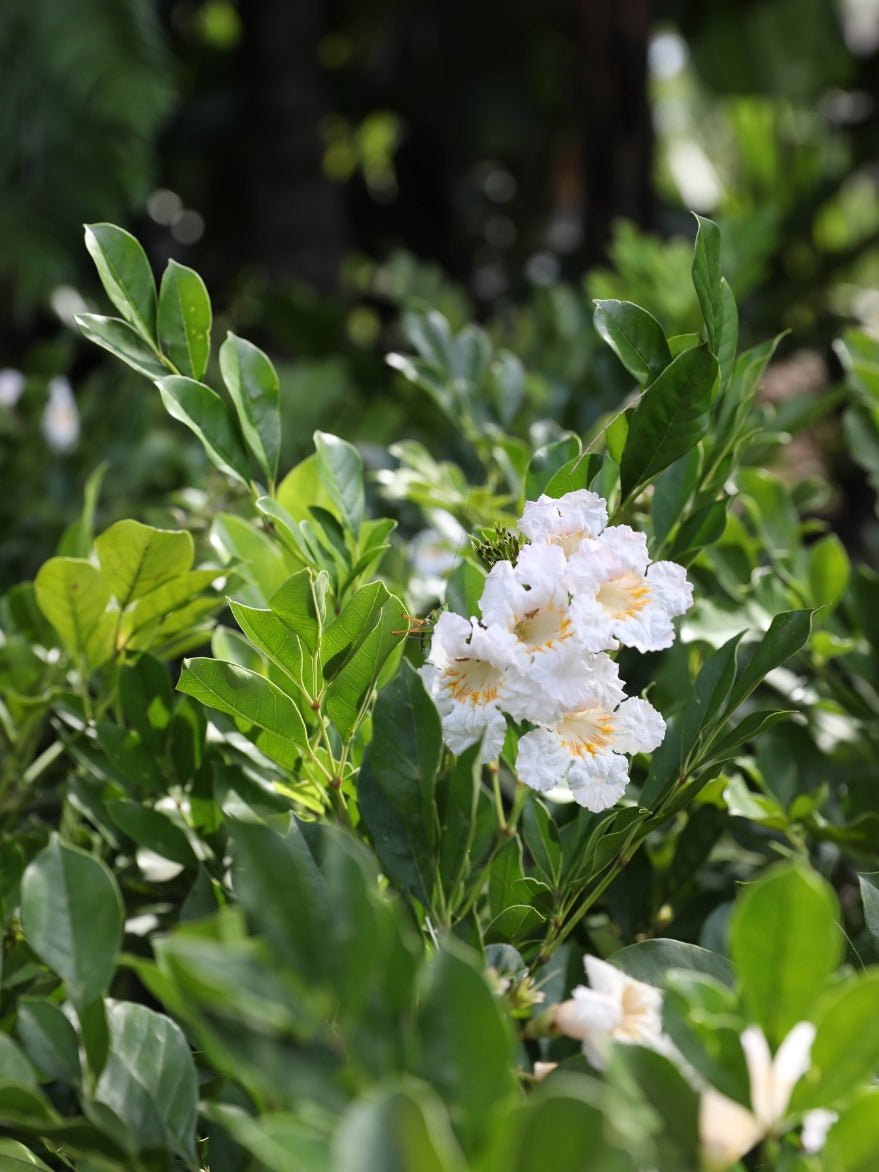 Rhaphiolepis indica 'Snow Maiden' (Indian Hawthorn)