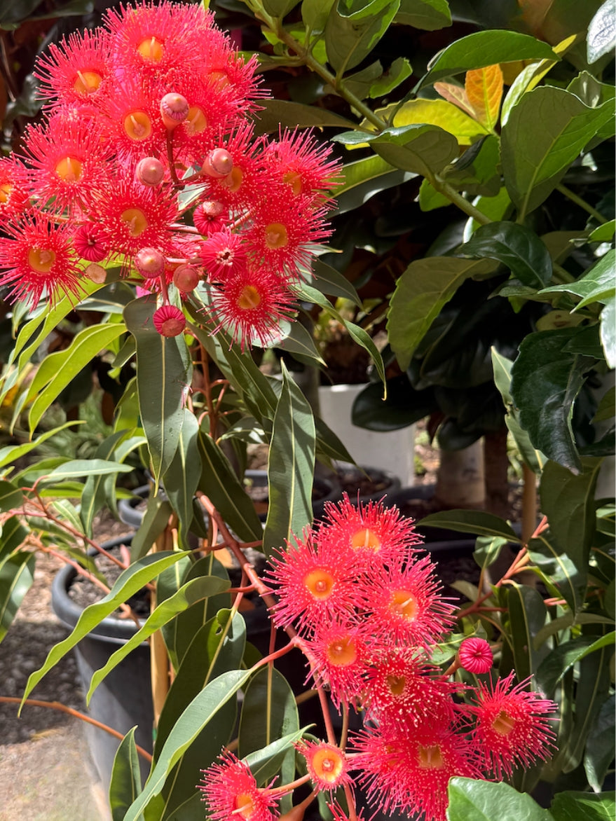 Corymbia ficifolia (Flowering Gum)