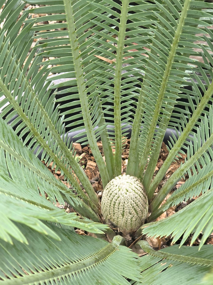 Dioon edule (Mexican Cycad)