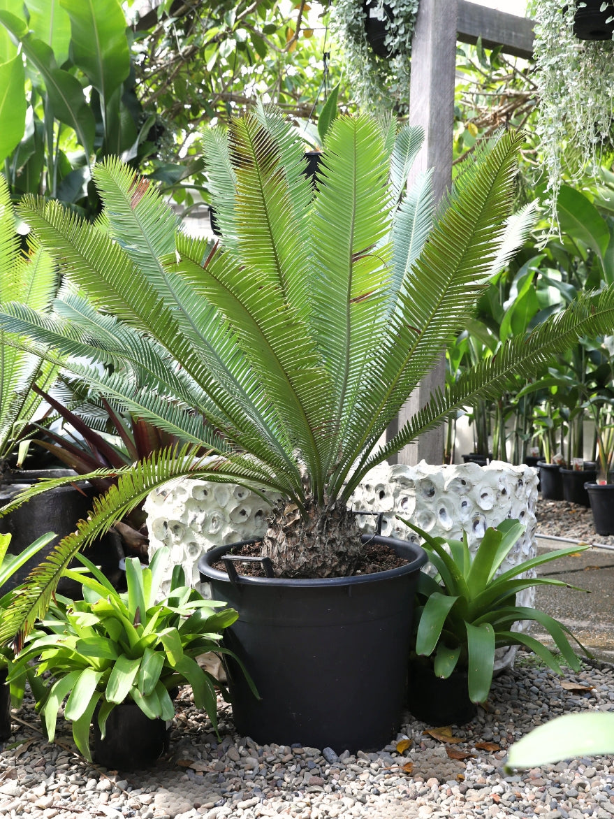 Dioon edule (Mexican Cycad)