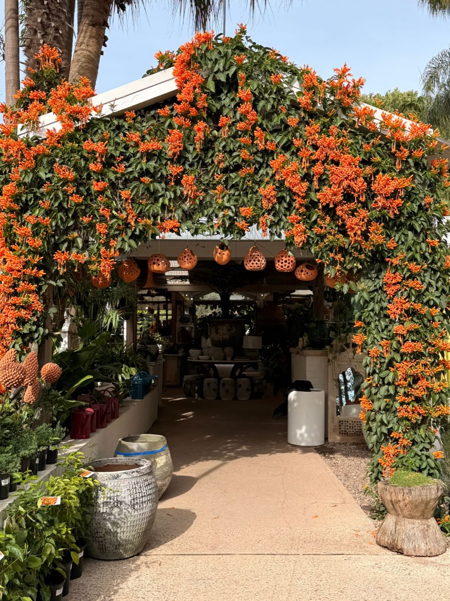 Pyrostegia venusta (Orange Trumpet Vine)