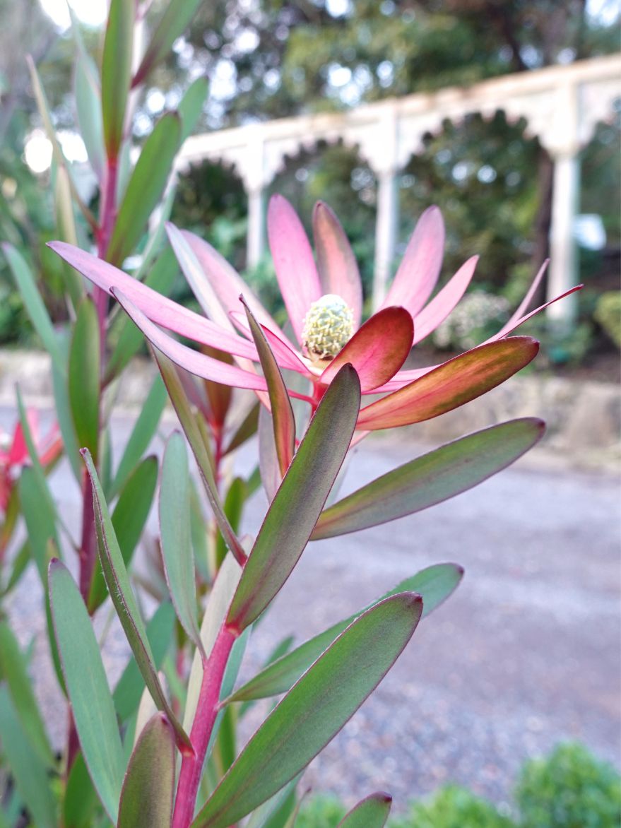 Leucadendron 'Safari Sunset' (Conebush) 300mm
