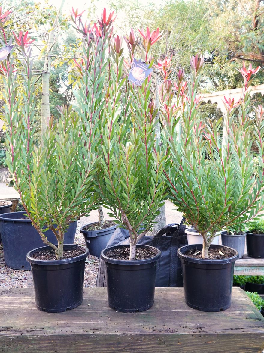 Leucadendron 'Safari Sunset' (Conebush) 300mm