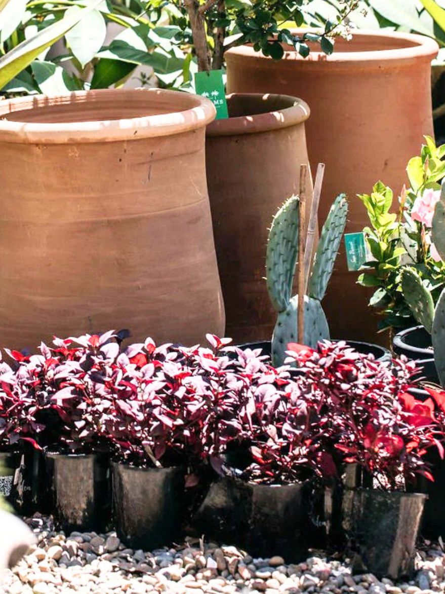 Alternanthera dentata 'Little Ruby' (Little Ruby)