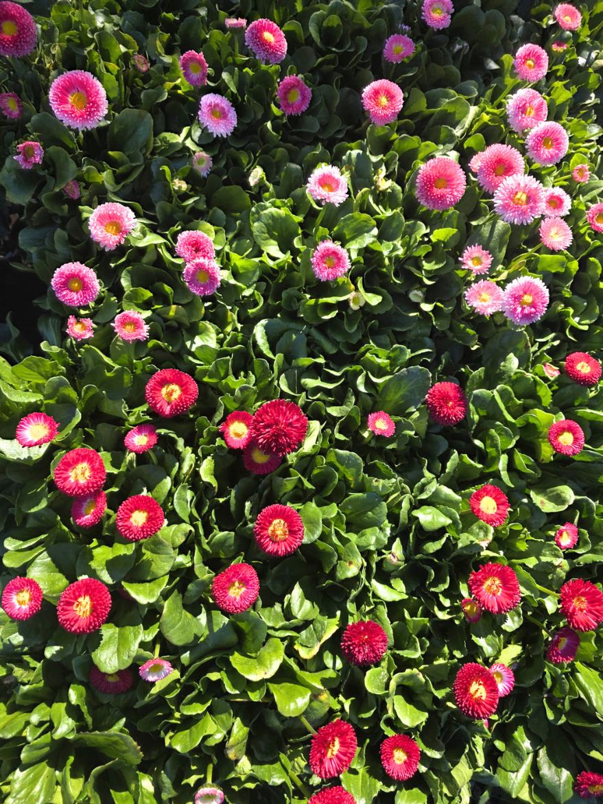 Bellis perennis (English Daisy)