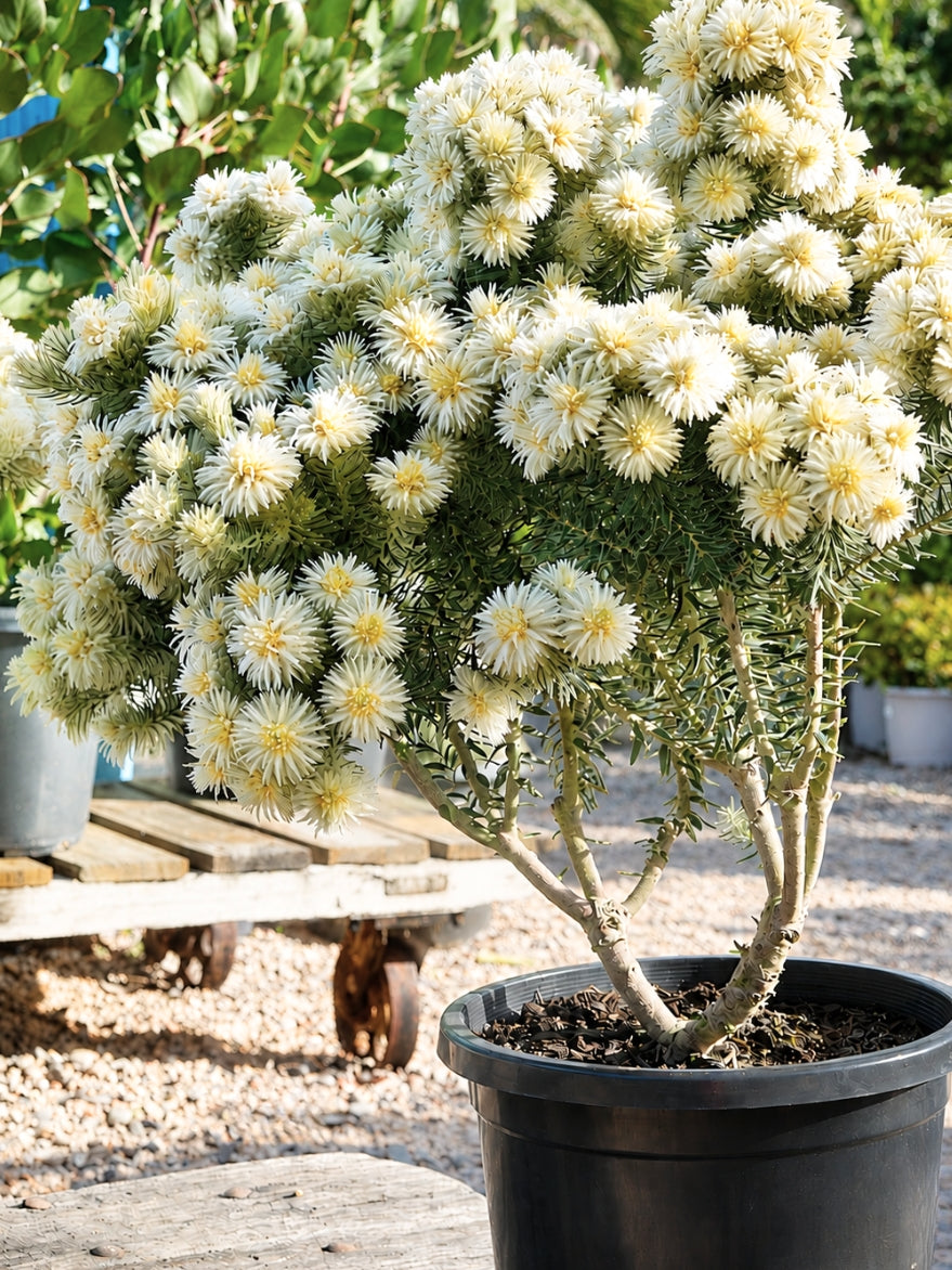 Phylica 'Hydra' (Featherhead) 300mm