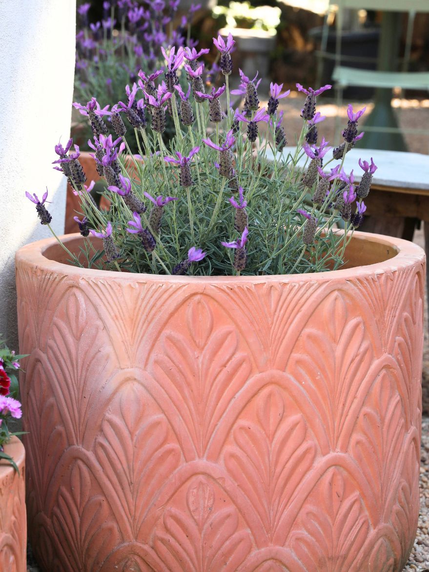 Lavandula stoechas 'Avonview' (Avonview Lavender)