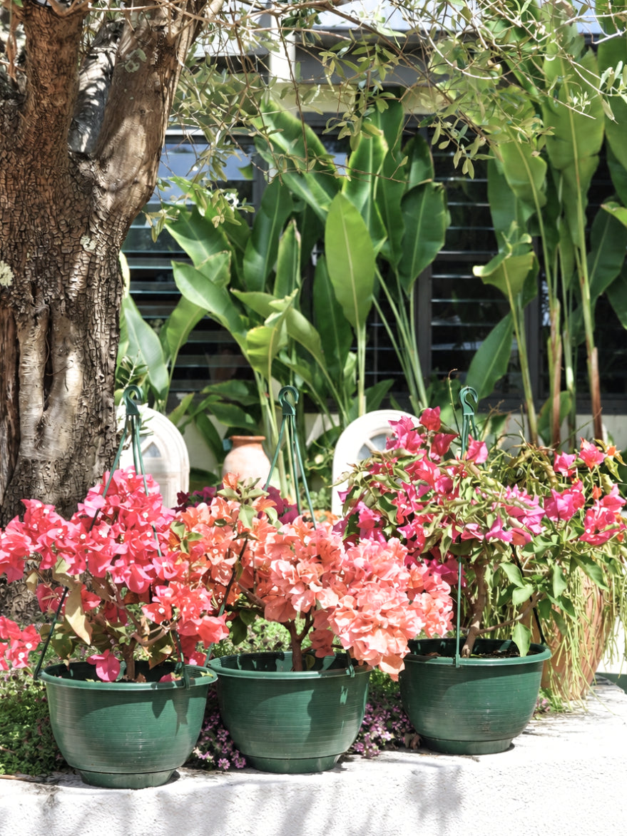 Bougainvillea