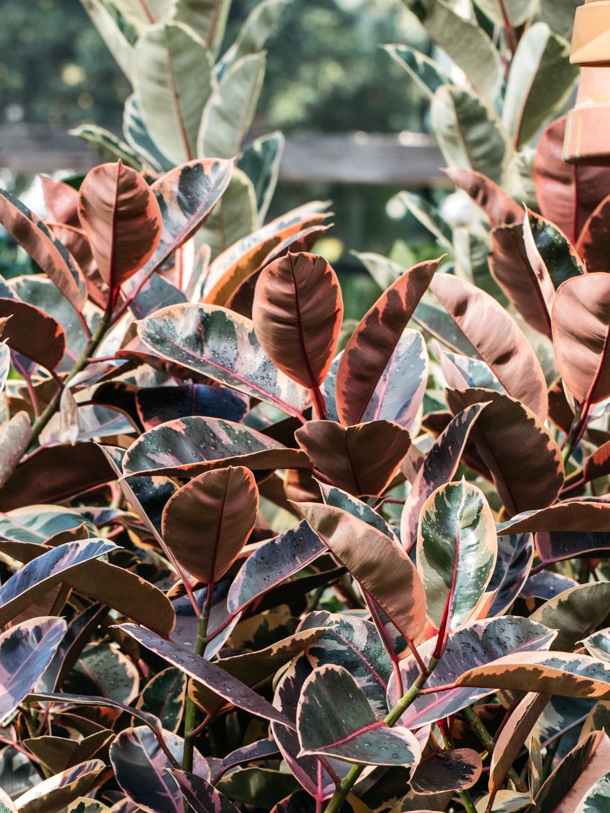 Ficus elastica 'Ruby' (Rubber Plant)
