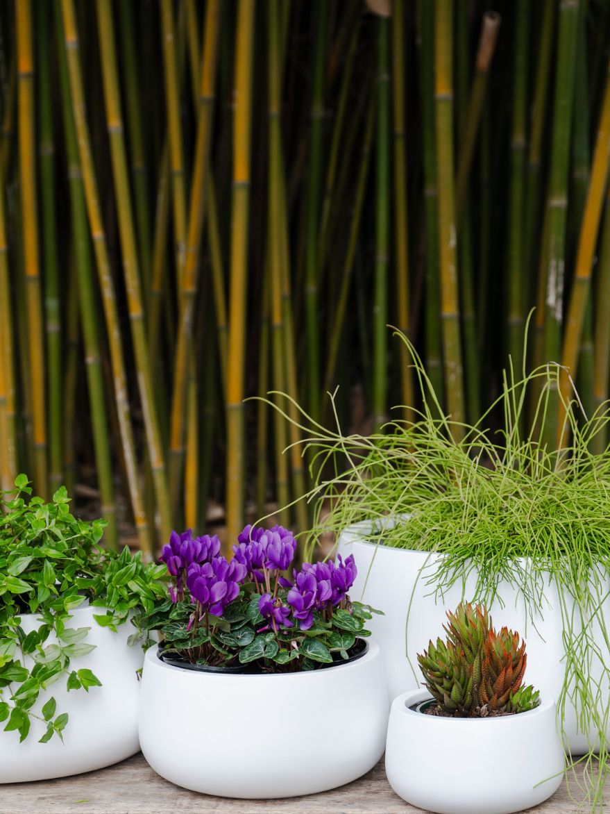 Low Bowl Cylinder Planter