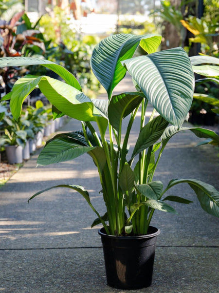 peace lily vs sensation Giant Peace Lily (Spathiphyllum 'Sensation') – The Palms Sydney
