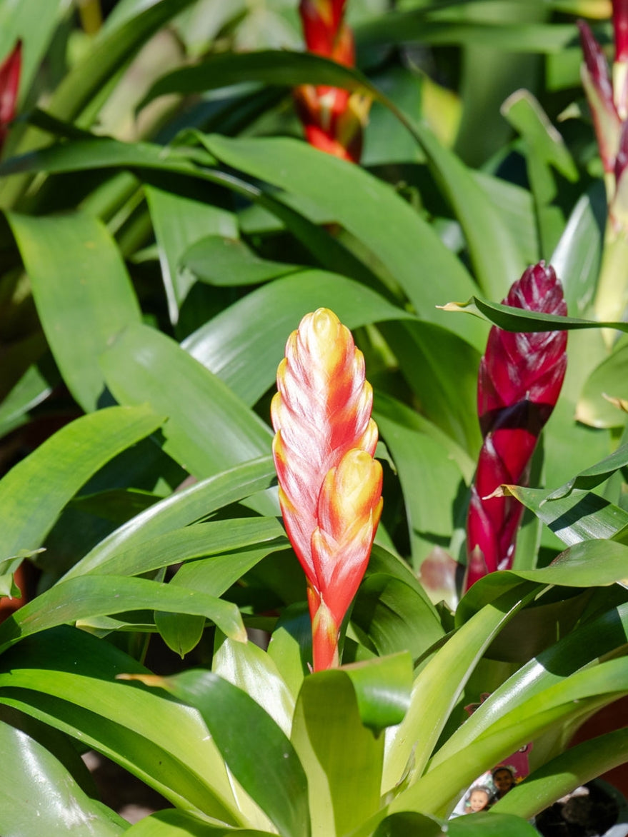 Vriesea (Flaming Sword Bromeliad)