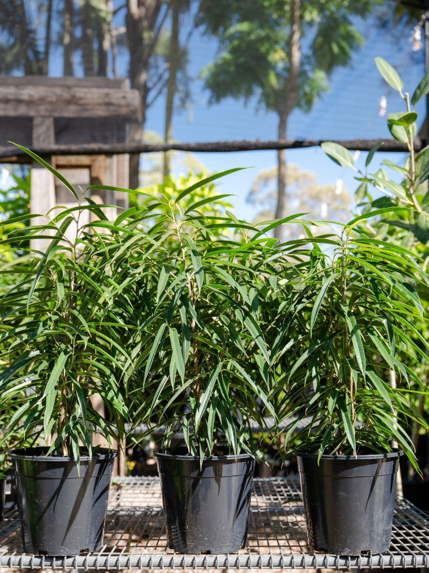 Ficus alii Petite (Petite Banana Leaf Fig)